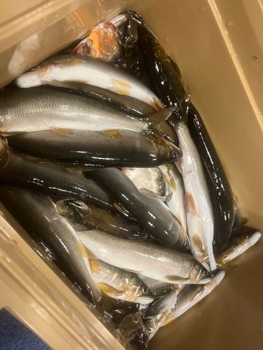 徳山湾