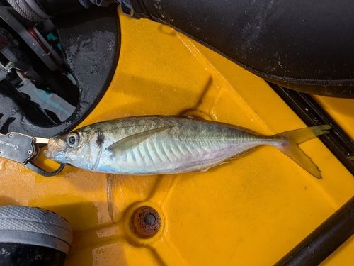 マアジの釣果