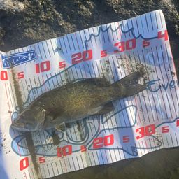 スモールマウスバス