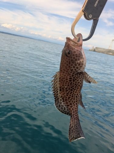 オオモンハタの釣果