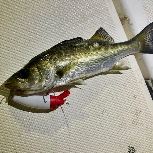 セイゴ（マルスズキ）の釣果