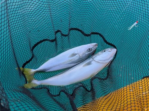 イナダの釣果