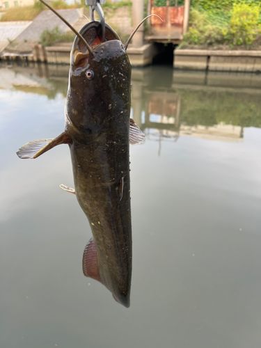 ナマズの釣果