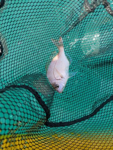 チャリコの釣果