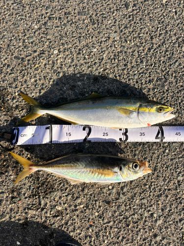 イナダの釣果