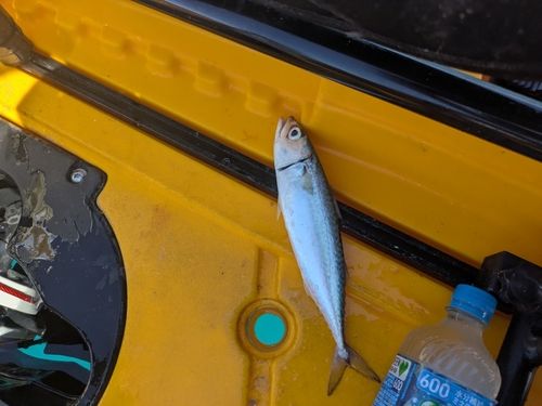 マサバの釣果