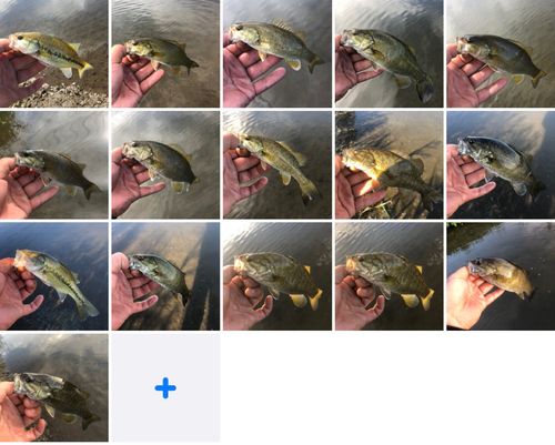 スモールマウスバスの釣果