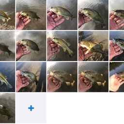 スモールマウスバス