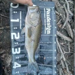 ラージマウスバス