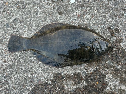 カレイの釣果