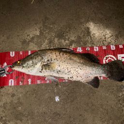 アカメ