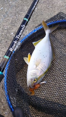 ショゴの釣果