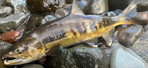 アキアジの釣果
