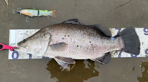 アカメの釣果