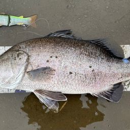 アカメ