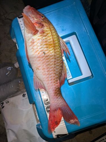 オジサンの釣果
