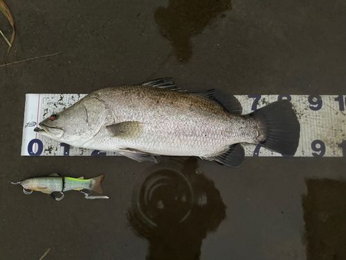 アカメの釣果
