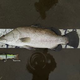 アカメ