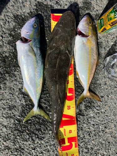 ショゴの釣果