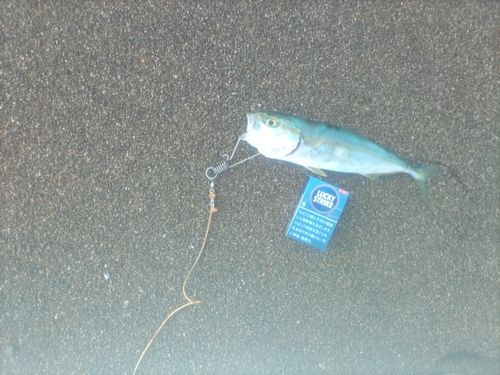 ツバスの釣果