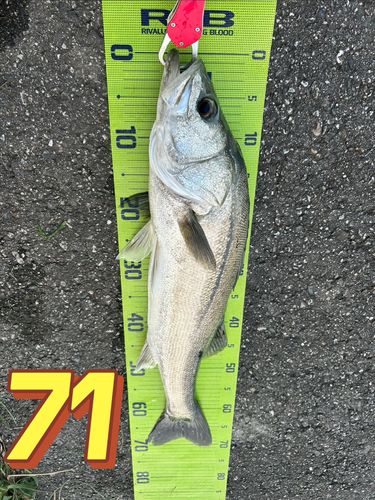 シーバスの釣果