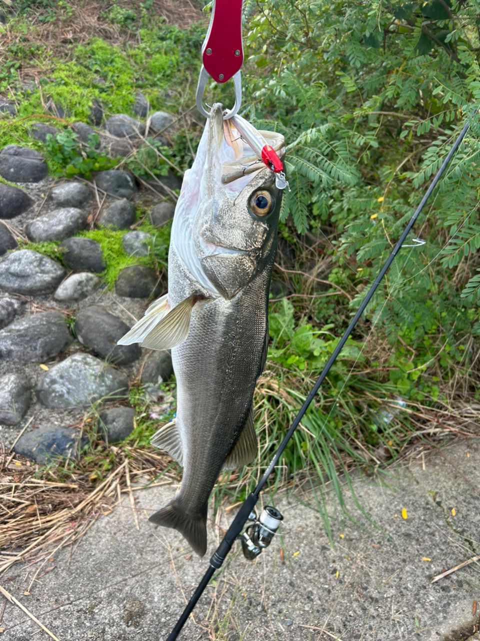 シーバス