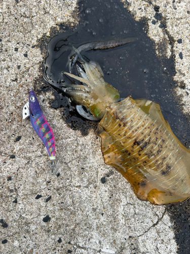 アオリイカの釣果