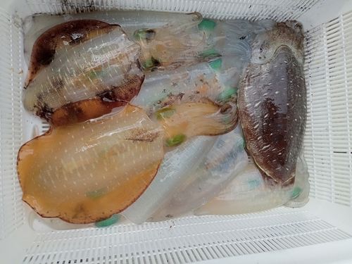 アオリイカの釣果