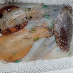 アオリイカ