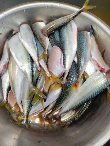 ヒラマサの釣果
