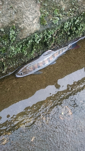 ヤマメの釣果