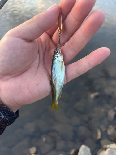 オイカワの釣果