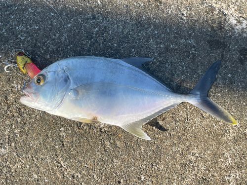 メッキの釣果