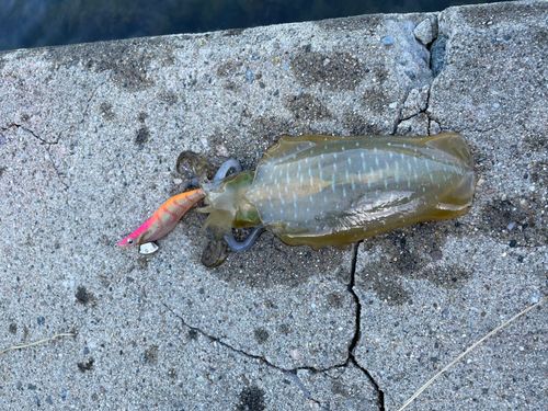 アオリイカの釣果