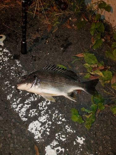 釣果