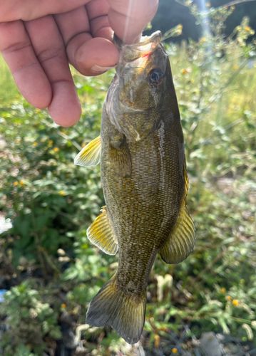スモールマウスバスの釣果
