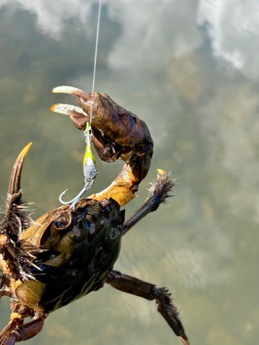 モクズガニの釣果