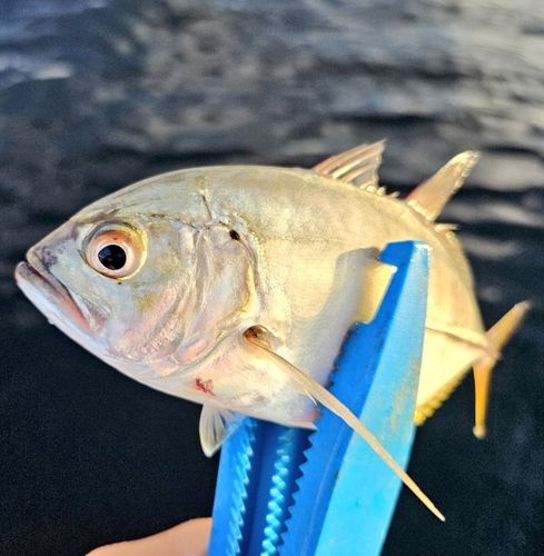 ギンガメアジの釣果