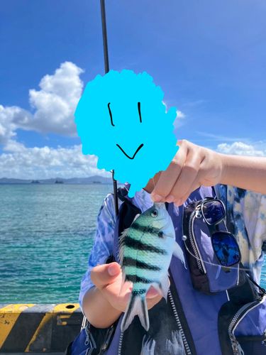 ロクセンスズメダイの釣果
