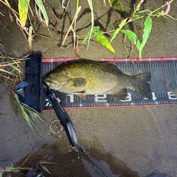 スモールマウスバス