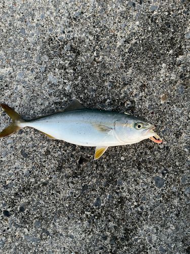ショゴの釣果