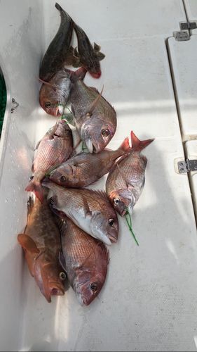 タイの釣果