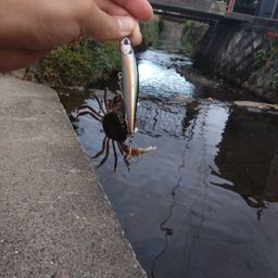 カニ