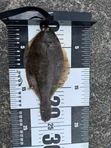 カレイの釣果