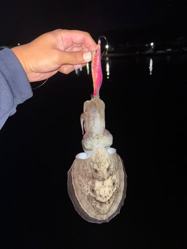コウイカの釣果