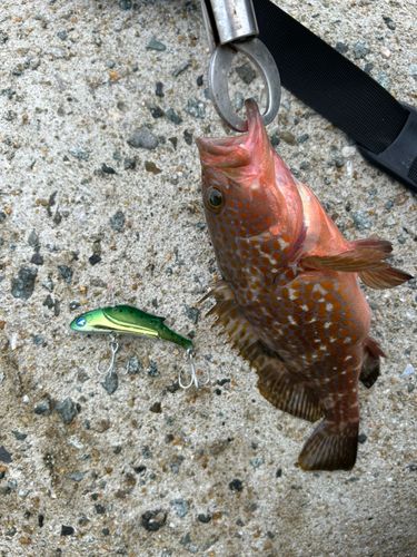 アコウの釣果