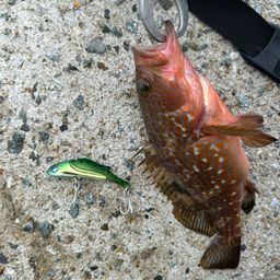 アコウ