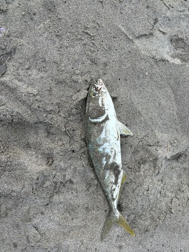 ソゲの釣果