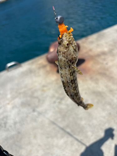 エソの釣果