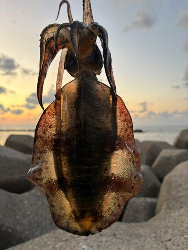 アオリイカの釣果